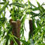 180cm Lifelike Artificial Willow Tree in Pot