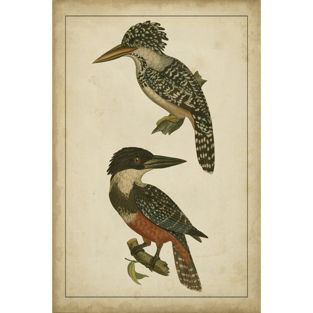 Leinwandbild Vintage Kingfishers II