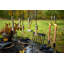 Serra 6 - Light Pendant-376954553