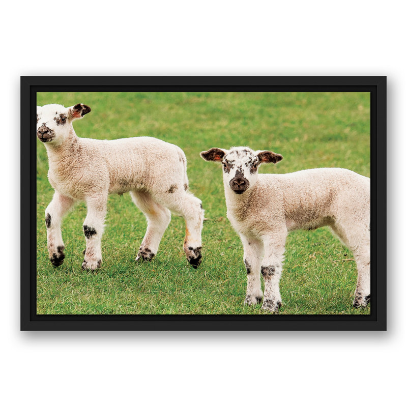 Petits agneaux encadrés sur toile, H 13,75 po x l 19,75 po x P 1,75 po