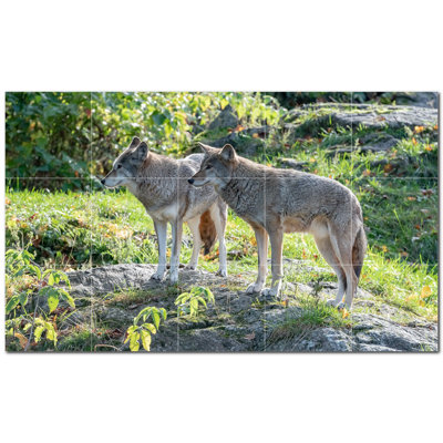 Photo de loup 4,25 x 4,25