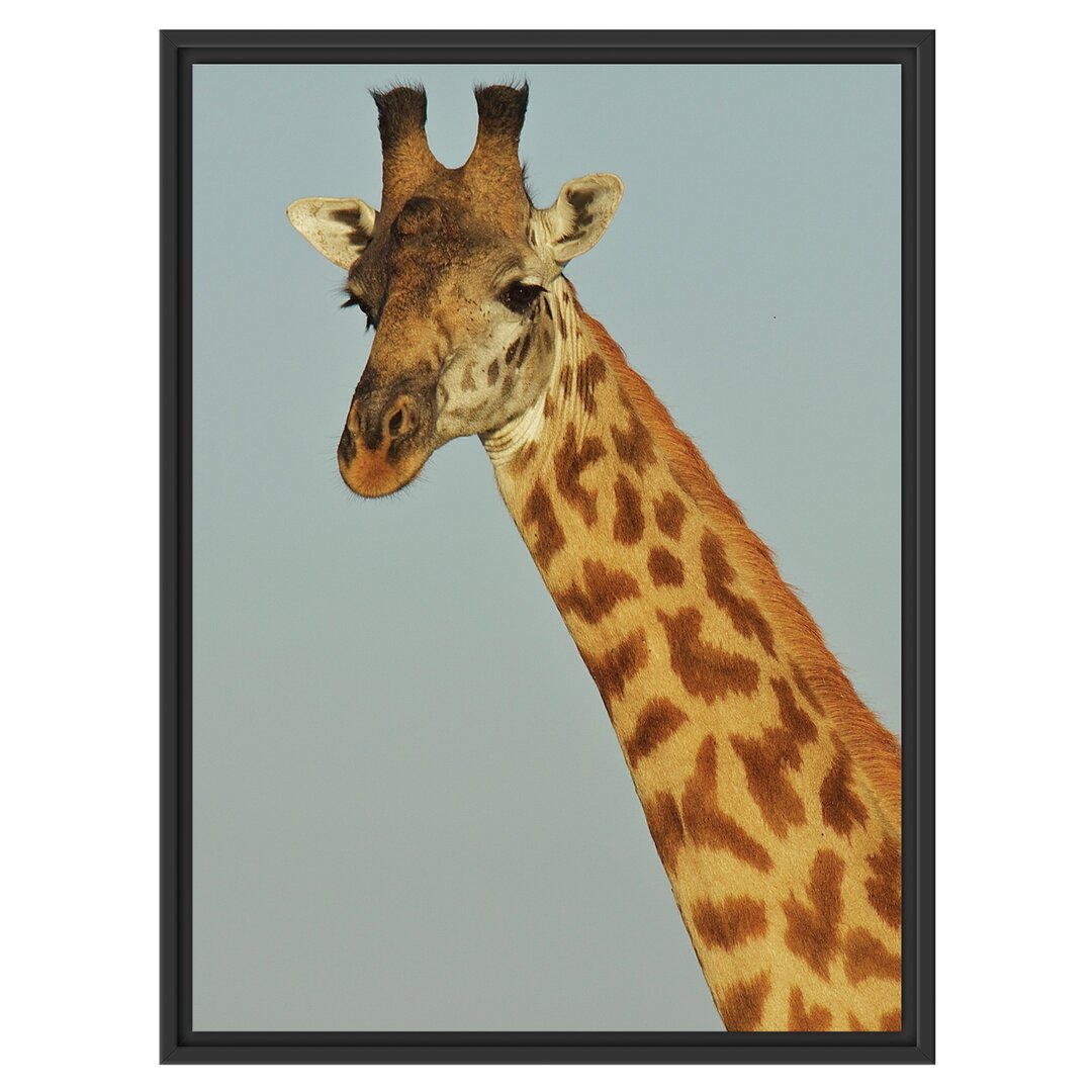 Gerahmtes Wandbild majestätische Giraffe