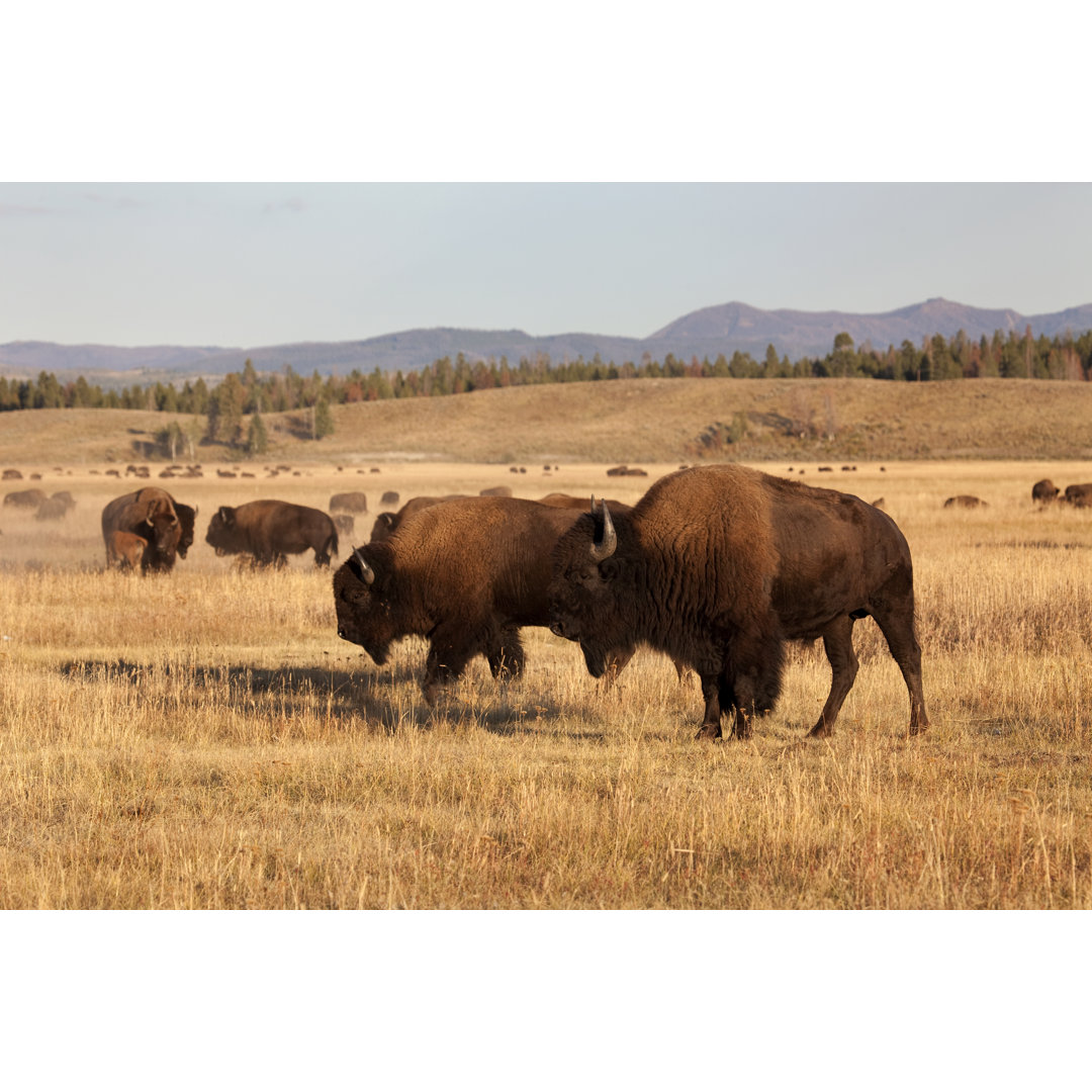 Bison Herd by Milehightraveler - Drucken