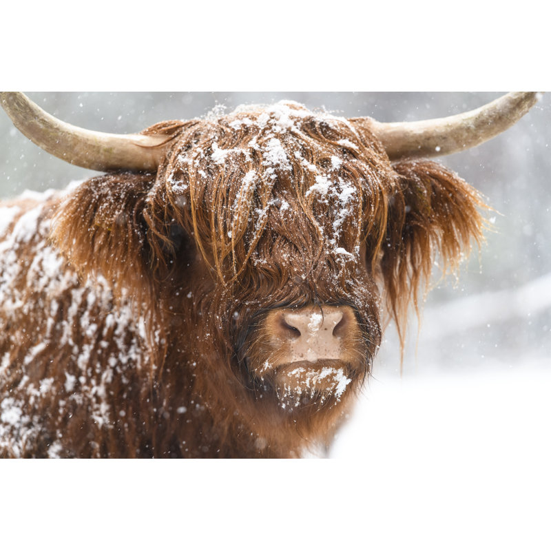 Highland Cow In The Snow by Sjo - Wrapped Canvas Print, 61cm H x 91cm W