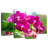 Harnek Pink Moth Orchid Blooms-108837602