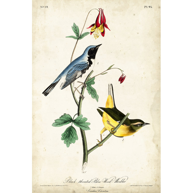 «Black-throated Blue Wood Warbler», peinture sur toile, H 12 po x l 8 po