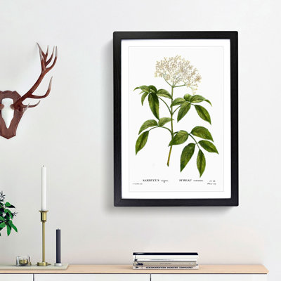 Elderflower Tree by Pierre-Joseph Redoute - Framed Print