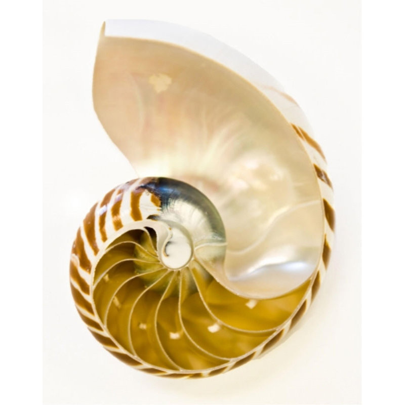 Coastal Objects II Print by Barclay Butera, Matte, 38" H x 30" W