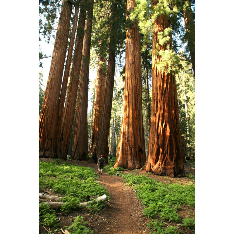 Hiking In Redwood Grove - Wrapped Canvas Print, 46cm H x 30cm W x 3.8cm D