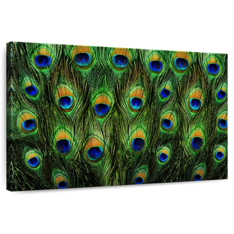Brampt Peacock Tail, 34" H x 51" W