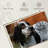 Spotted English Setter-760664281
