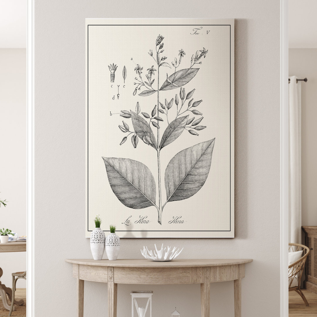 'Antique Black and White Botanical' - Wrapped Canvas Painting Print Three Posts™ 
