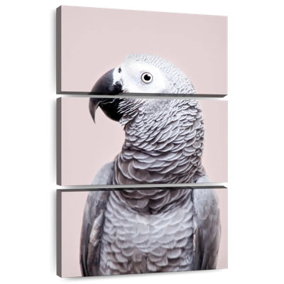 African Grey