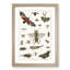 Various Insects by Oliver Goldsmith - Picture Frame Painting Print-55605042-55605043