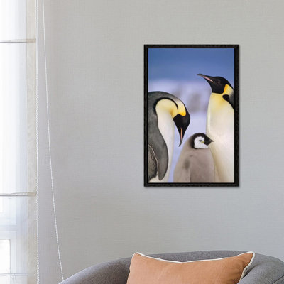 Emperor Penguin Pair With Chick, Atka Bay, Princess Martha Coast, Weddell Sea, Antarctica by Tui De Roy - Gallery-Wrapped Canvas Giclée on Canvas