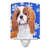 Brun cavalier Spaniel
