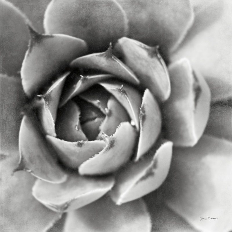 «Garden Succulent II», peinture sur toile à cadre unique, Non, H 12 po x l 12 po x P 1,25 po, Toile encadrée noire