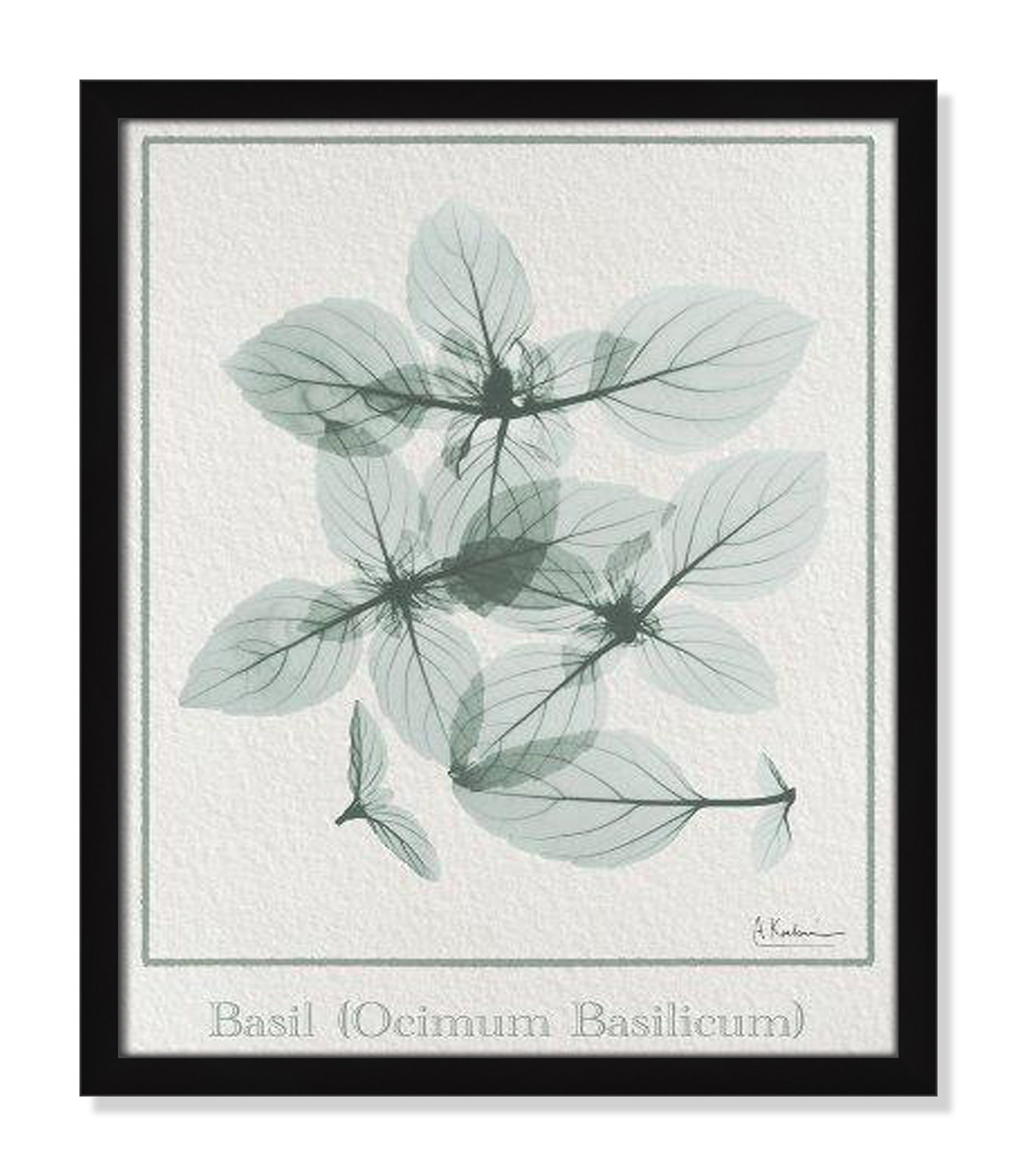 Jeanette "Basil Ocimum Basilicum" Painting, 19" H x 16" W x 1.25" D, Satin Black Framed Paper