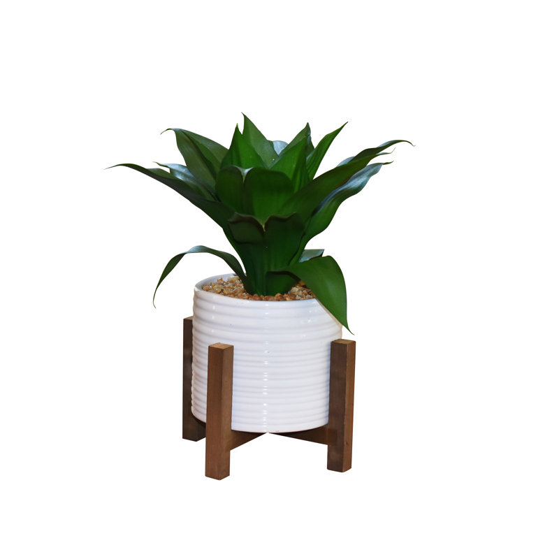 9,5 "plante d'agave Dickinson dans un vase en céramique avec support en bois