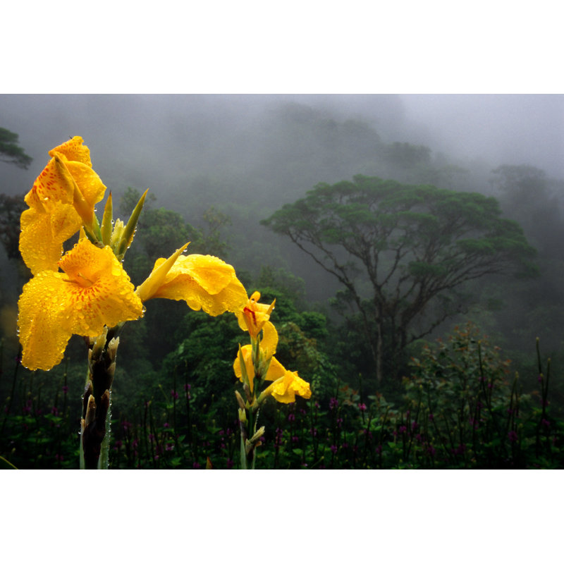 Jungle Flower by Michaelsvoboda - Wrapped Canvas Print, 20cm H x 30cm W