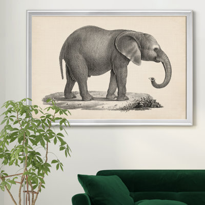 " Brodtmann Young Elephant " Painting Print