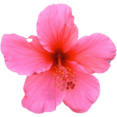 Adhésif décoratif hibiscus Goudeau