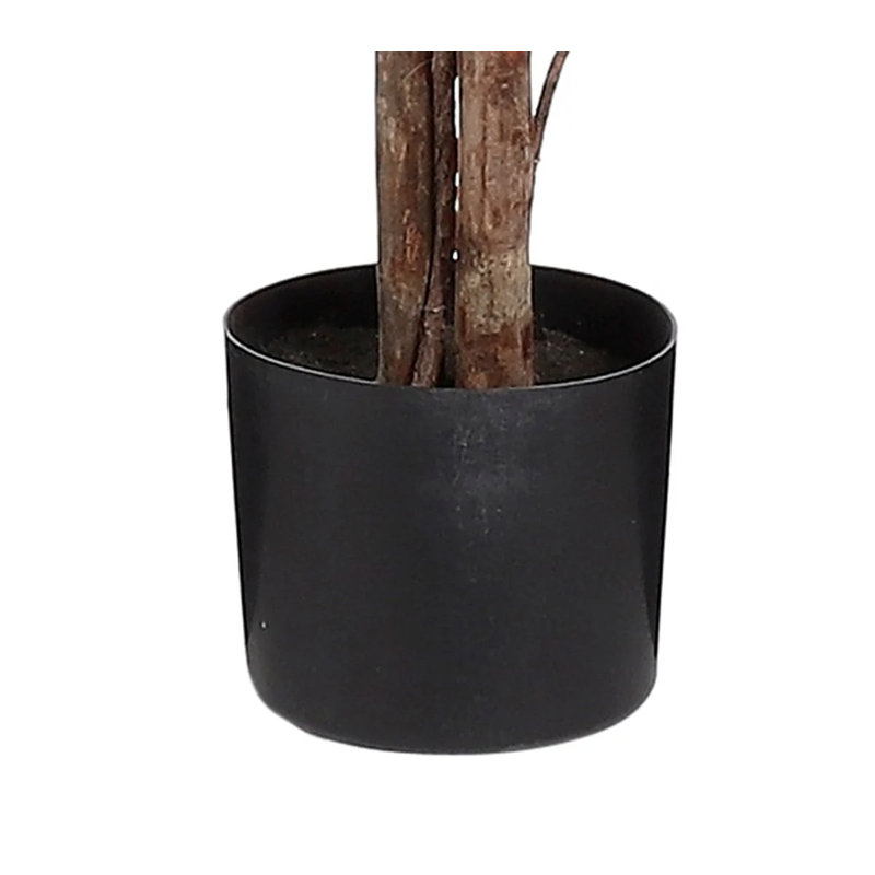 Ficus Tree