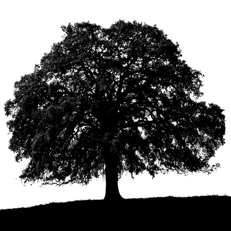 Silhouette de chêne noir de Californie (Quercus Kelloggii) / isolé sur blanc par Sieboldianus, H 36 po x l 36 po