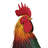 Rhode Island Red Rooster Decor LG