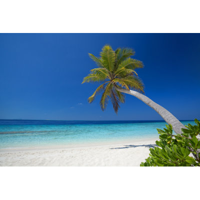 Single Palmtree On Sandy Beach by Amriphoto - Wrapped Canvas Print