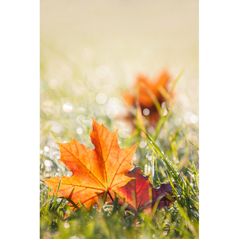 Autumn Maple Leaves In The Dewy Grass by Altocumulus - Wrapped Canvas Print, 46cm H x 30cm W
