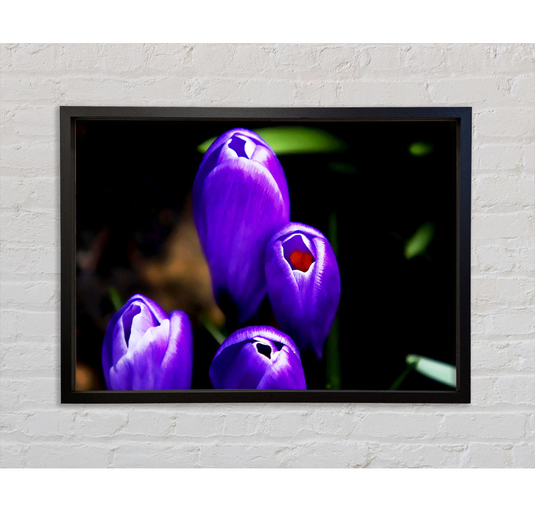 Purple Crocus Delight - Einzelner Bilderrahmen Kunstdrucke auf Leinwand