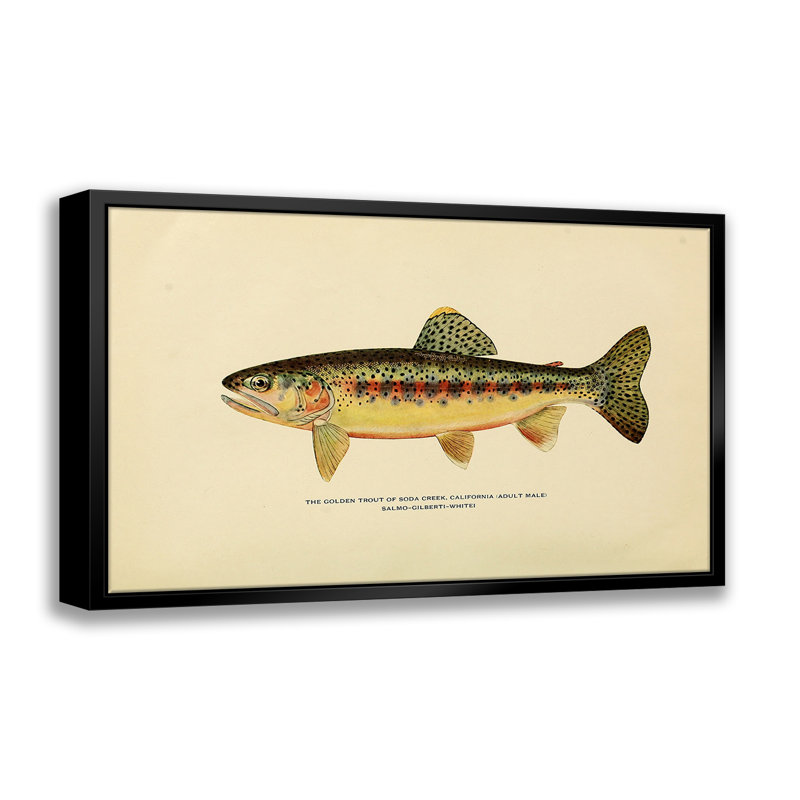 Illustration de la truite dorée par Stanley Print House - on, L 22 po x H 28 po