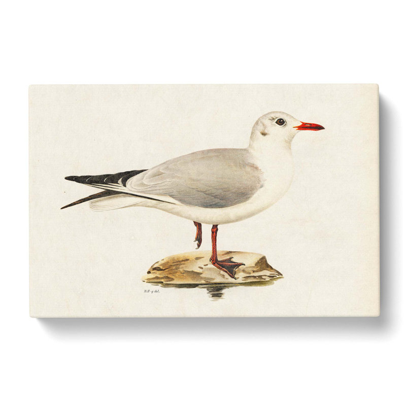 Black-Headed Gull by Von Wright - Wrapped Canvas, 40cm H x 60cm W x 3cm D