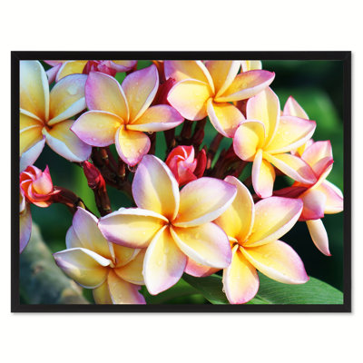 " Plumeria Flower "