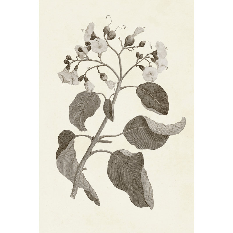 Sepia Botanicals VII - Wrapped Canvas Painting, 46cm H x 30cm W