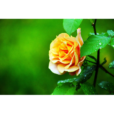 Rose avec gouttes de pluie - photographie sur toile tendue