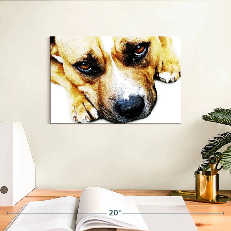 Bull-terrier aux yeux, H 8 po x l 12 po