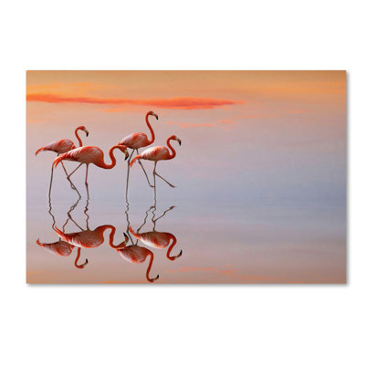 « flamant rose parade », reproduction de photo sur toile tendue