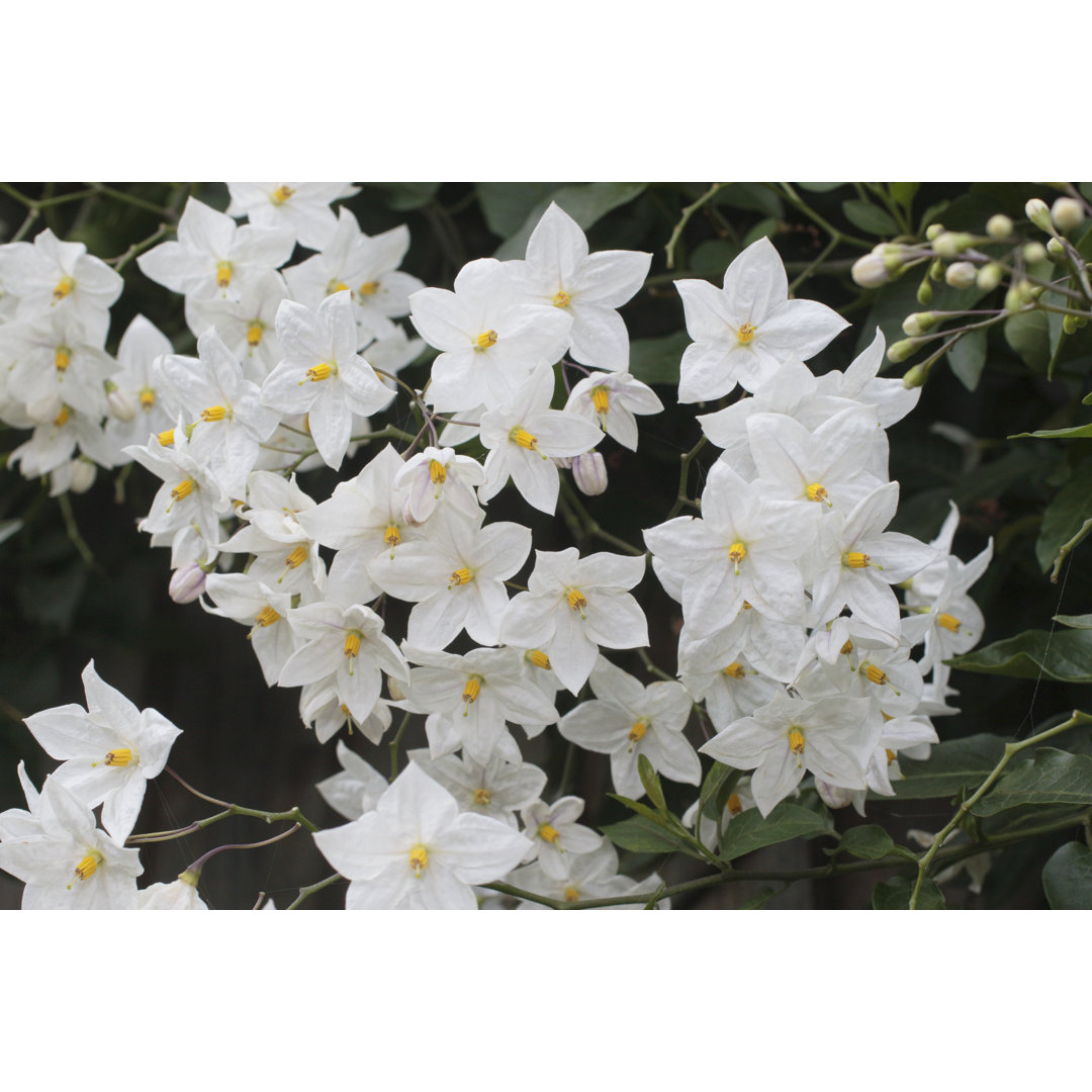 Solanum Jasminoides von Whiteway - Set ohne Rahmen auf Leinwand