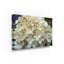«Kernell Hydrangea Delight I» par Felicity Bradley - reproduction de photo sur toile-25675544