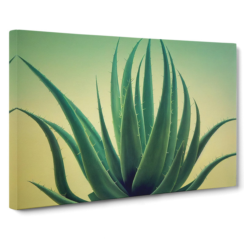 Showstopping Aloe Vera Plant - Wrapped Canvas, 35cm H x 50cm W x 3cm D