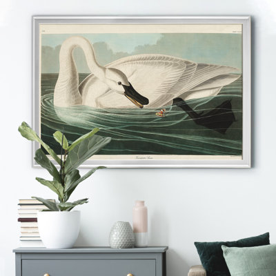 " Trumpeter Swan "