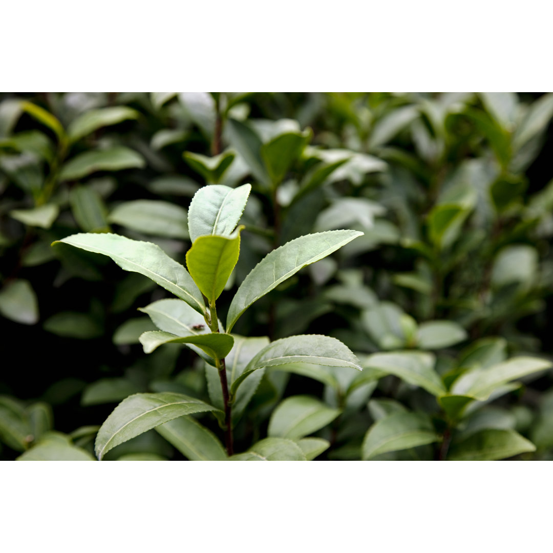 Tea Leaves von KingWu - Kunstdrucke auf Leinwand ohne Rahmen