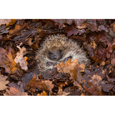 European Hedgehog. by Anne Coatesy - Wrapped Canvas Print
