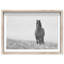 Lone Stallion I Print by Oliver Gal-1920005022-1920005023