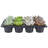 1.75'' Succulent Plant in Pot-982920835