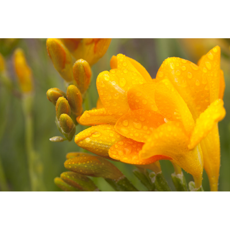 Yellow Freesia - Wrapped Canvas Print, 30cm H x 46cm W x 3.8cm D