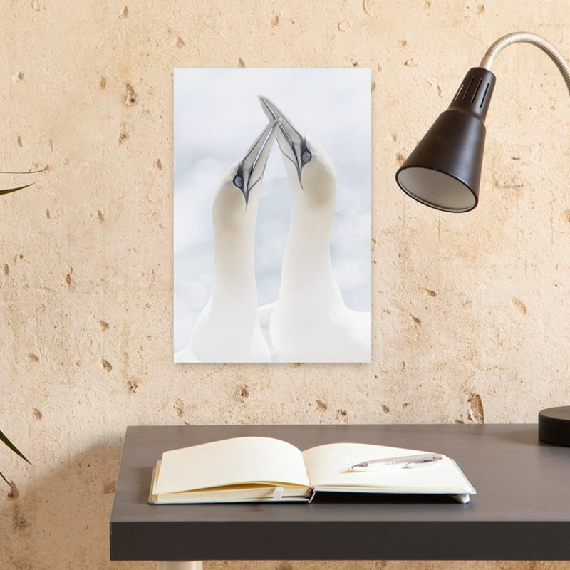Gentle Gannet Embrace Contemporary Bird Wall Art Print 1 Piece Wrapped Canvas Wall Art, 45.72cm H x 30.48cm W