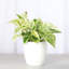 Marble Queen Pothos Plant in Pot-49662259